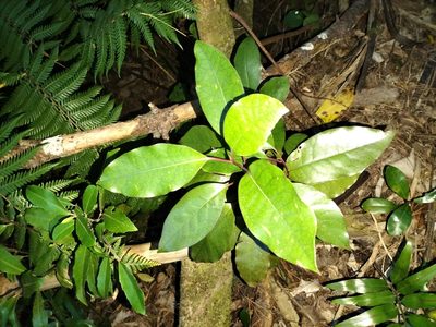 Litsea calicaris, photographed by naturewatchwidow