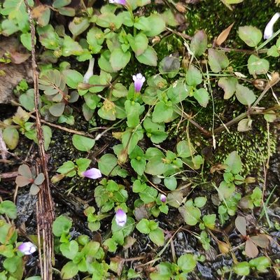 Torenia crustacea, photographed by Jenny Saito