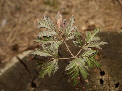 Rubus ulmifolius, photographed by Alexis Tinker-Tsavalas