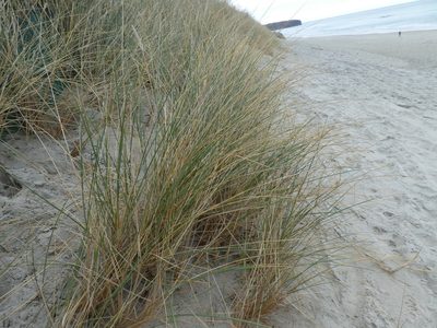 Calamagrostis arenaria, photographed by Claas Damken
