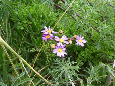 Senecio elegans, photographed by Claas Damken