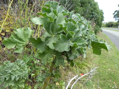 Malva arborea, photographed by Claas Damken
