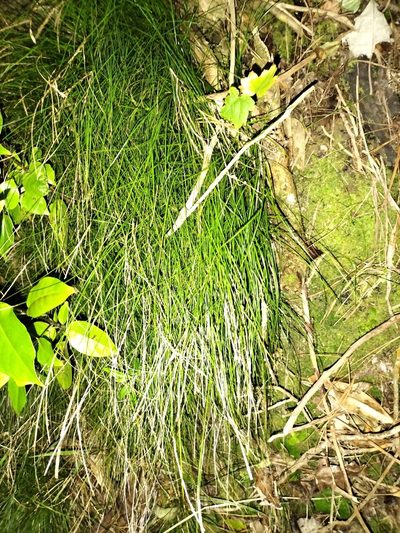 Carex banksiana, photographed by naturewatchwidow
