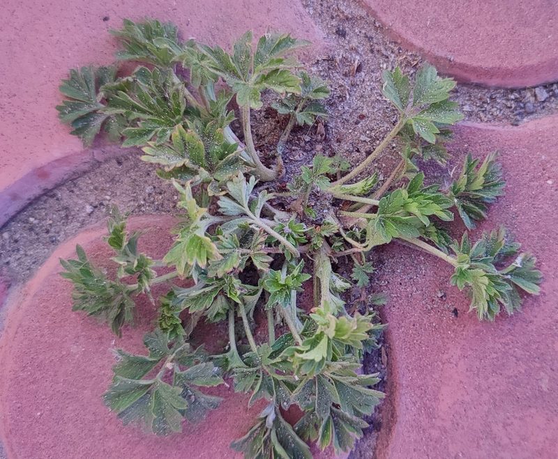Potentilla tobolensis, photographed by Yurii Basov
