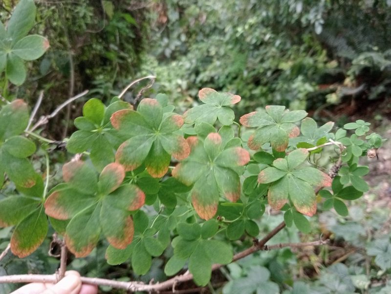 Tropaeolum speciosum, photographed by John Barkla