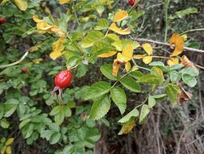 Rosa rubiginosa, photographed by John Barkla