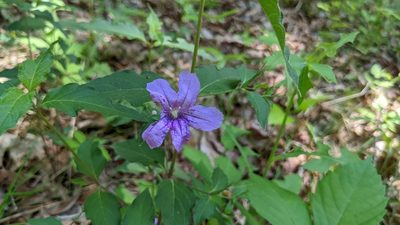 Ruellia pedunculata, photographed by Joseph Aubert