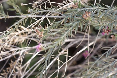 Pluchea sericea, photographed by Andrew Meeds