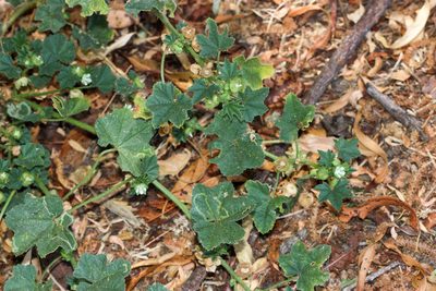 Malva parviflora, photographed by Andrew Meeds