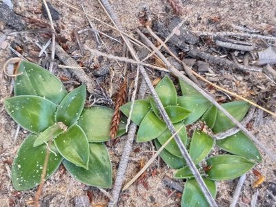 Rhadamanthus ciliatus, photographed by kevin koen