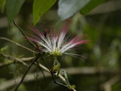 Calliandra selloi, photographed by Nicolas Olejnik