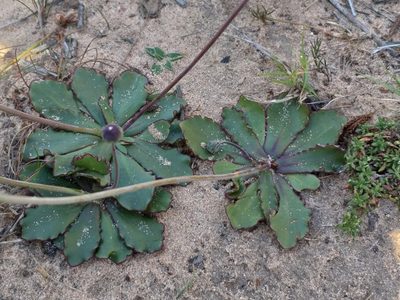 Othonna auriculifolia, photographed by kevin koen