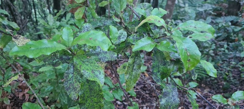 Alseuosmia macrophylla, photographed by Halema J