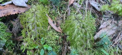 Hymenophyllum demissum