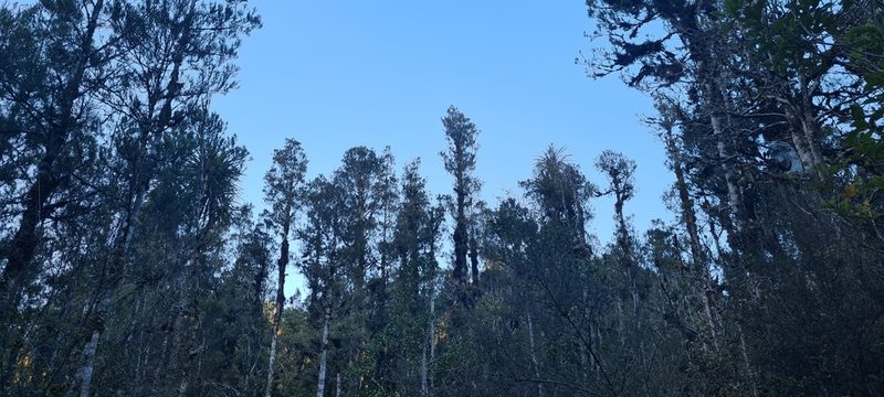 Dacrycarpus dacrydioides, photographed by Halema J