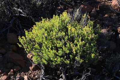 Euryops nodosus, photographed by Tony Rebelo