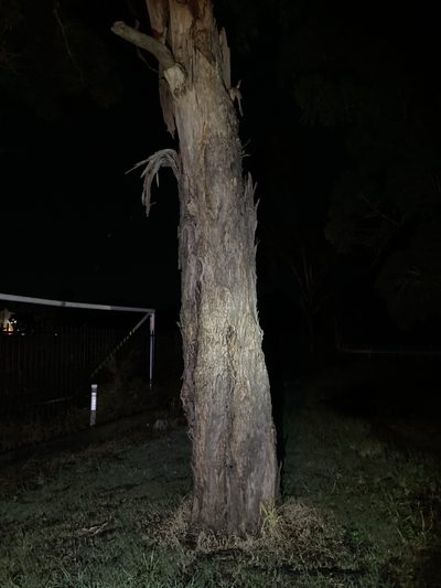Eucalyptus longifolia, photographed by Thomas Mesaglio