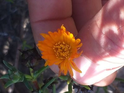 Lampranthus bicolor, photographed by kevin koen