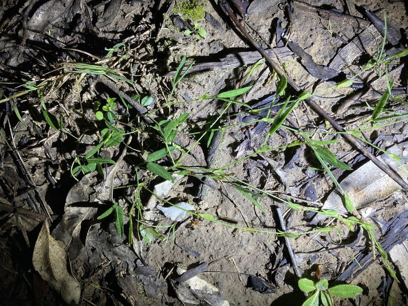 Zornia dyctiocarpa, photographed by Thomas Mesaglio