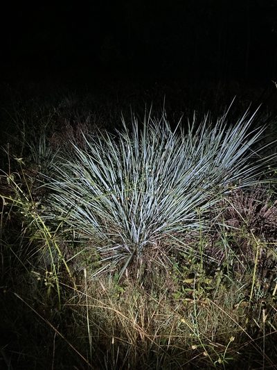 Paspalum quadrifarium, photographed by Thomas Mesaglio