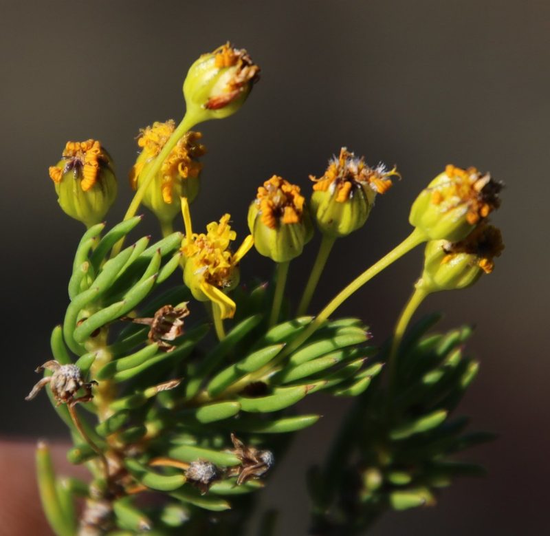 Euryops nodosus, photographed by Tony Rebelo