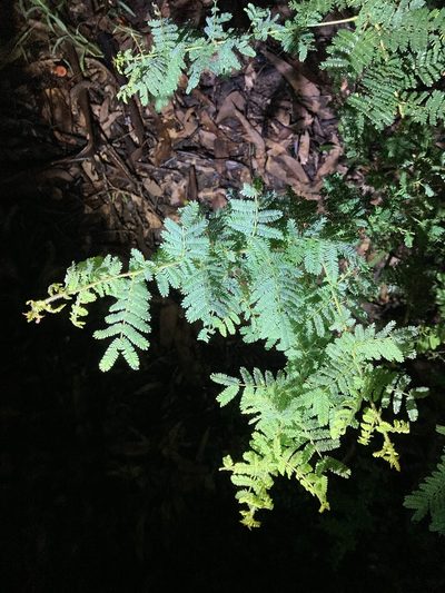 Acacia pubescens, photographed by Thomas Mesaglio