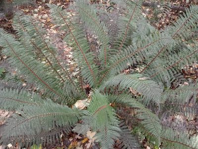 Polystichum vestitum, photographed by John Barkla