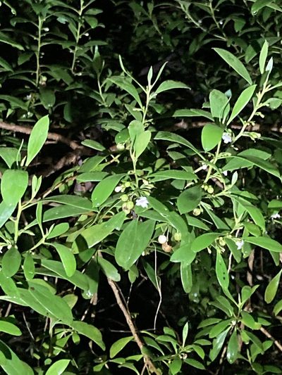 Myoporum boninense, photographed by Thomas Mesaglio