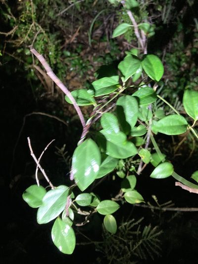 Vincetoxicum barbatum, photographed by Thomas Mesaglio