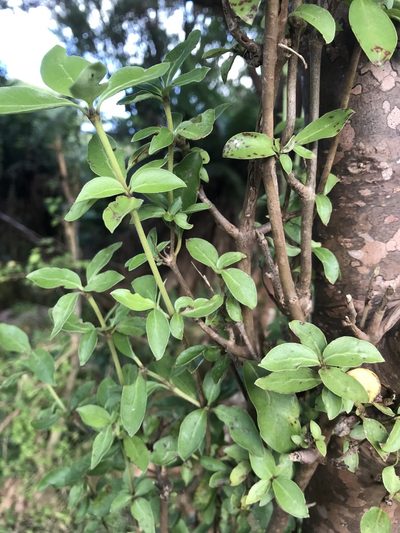 Coprosma chathamica, photographed by Leon Billows