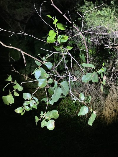 Eucalyptus amplifolia, photographed by Thomas Mesaglio