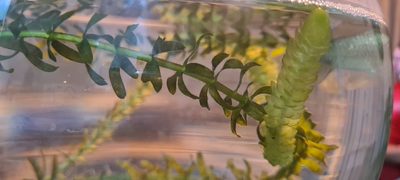 Elodea densa, photographed by Halema J