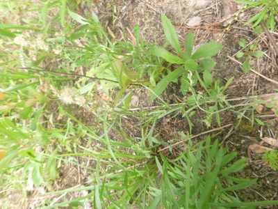 Gamochaeta calviceps, photographed by cwarneke