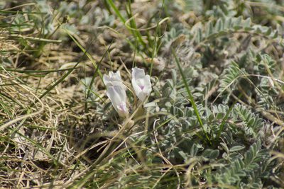 Astragalus testiculatus, photographed by Елена Радостева