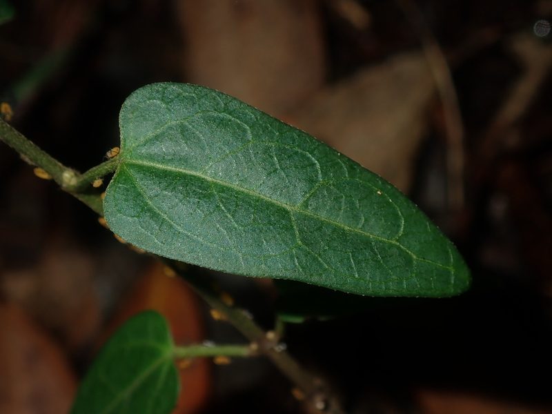 Vincetoxicum woollsii, photographed by Thomas Mesaglio