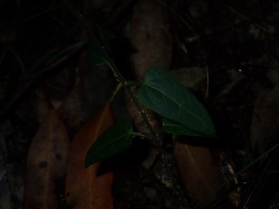 Vincetoxicum woollsii, photographed by Thomas Mesaglio