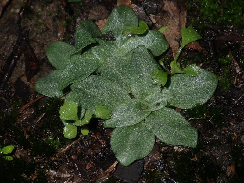 Pterostylis rufa, photographed by Thomas Mesaglio