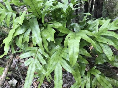 Zealandia pustulata, photographed by Halema J