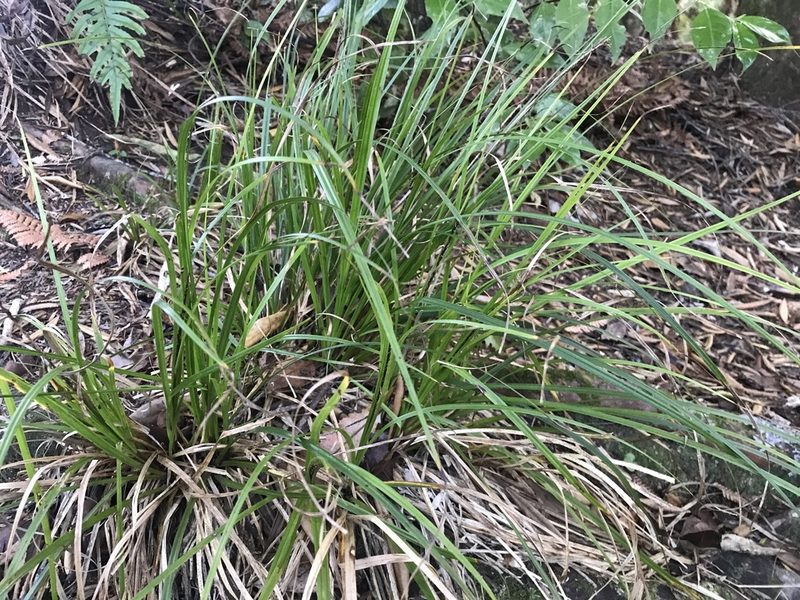 Carex uncinata, photographed by Halema J