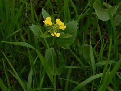 Mutarda arvensis, photographed by Petra Caltová