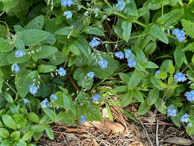 Myosotis latifolia, photographed by Chuck Wilson