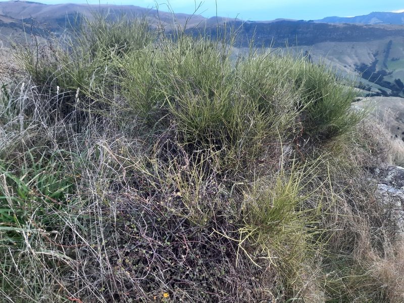 Carmichaelia australis, photographed by Alice Shanks