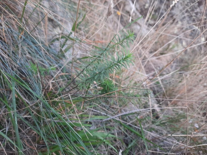 Linum monogynum, photographed by Alice Shanks