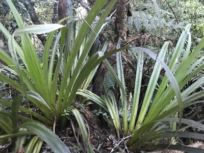 Astelia hastata, photographed by Halema J