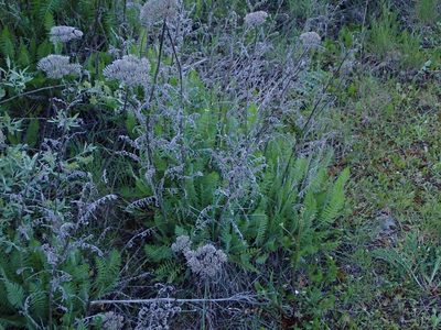 Achillea filipendulina, photographed by scolym