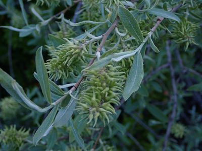 Salix salviifolia, photographed by scolym