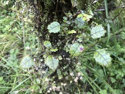 Rubus australis, photographed by Halema J