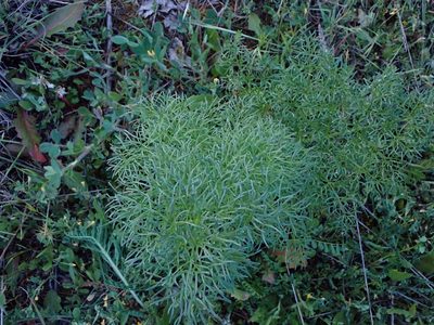 Ferula communis, photographed by scolym
