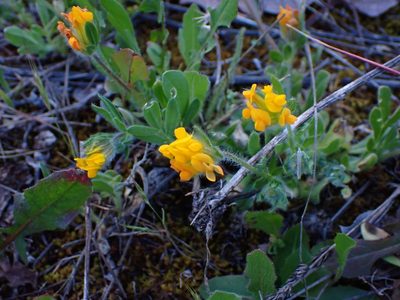 Anthyllis lotoides, photographed by scolym