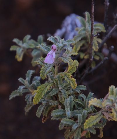 Stachys cuneata, photographed by Tony Rebelo